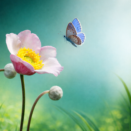 Soin Amena de groupe à Paris : "La nature au rendez-vous"